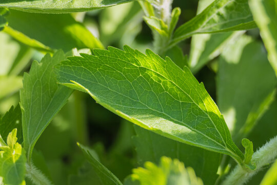 stevia plant leaf detailed view with sunlight stevia rebaudiana