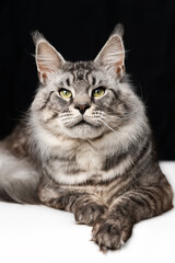 Pretty mackerel tabby Maine Shag Cat lying on black and white background and looking at camera. Front view, studio shot of affectionate Maine Coon Cat.