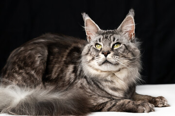 Mackerel tabby American Longhair Maine Coon Cat lying on black and white background and looking. Studio shot curiosity fluffy American Forest Cat.
