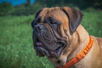 2021-05-16 A UP CLOSE PHOTOGRAPH OF A BULLMASTIFF WITH A GREEN GRASS BACKGROUND