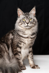 Fototapeta na wymiar Lovely mackerel fluffy tabby Maine Coon Cat sitting on black and white background and looking at camera. Studio shot of pretty affectionate domestic American Longhair Cat.