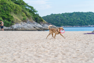 Dog runs quickly through sandy beach and holds pink toy plate in his mouth. Active games and sports with dog in fresh air.