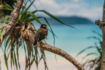 Common Myna bird in the forest near tropical beach. Copy space. Travel and nature concept