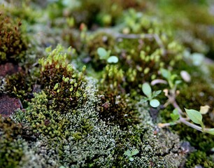Green moss on gray stone. Background image. Close-up. Moss macro photography.