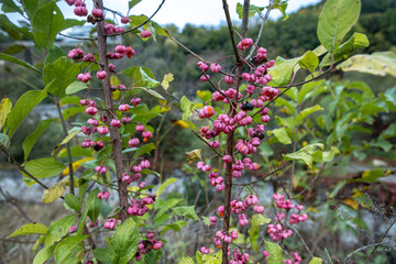 Blooming tree close up. The arrival of spring and the awakening of nature