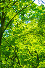 Fototapeta na wymiar 新緑の森　森林浴