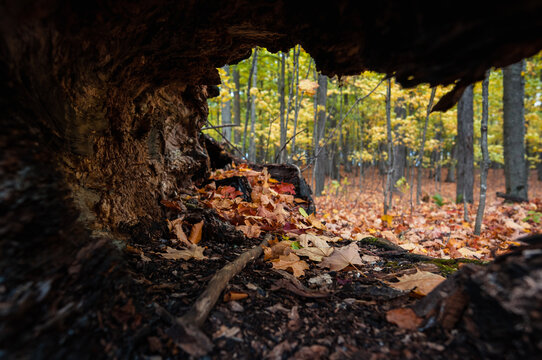 Autumn leaves inside a fallen hollowed tree.