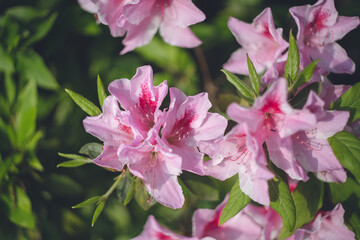 Fototapeta premium ピンクのツツジの花
