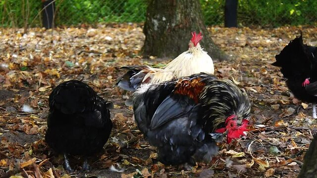 Faverolle chickens in a village backyard cleaning their colorful feathers a sunny afternoon.