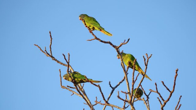 Low angle view of a group of Blue-crowned parakeets landing on a bare tree top