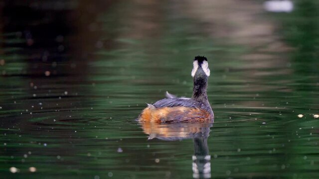 Close view of a cute White-tufted Grebe fishing on a pond.