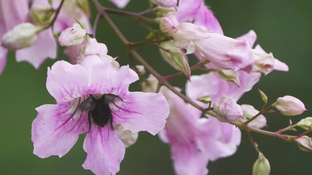 A bumblebee feeding from a flower, close up, slow motion.