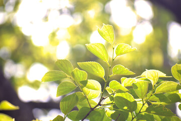 心を癒してくれる緑の世界