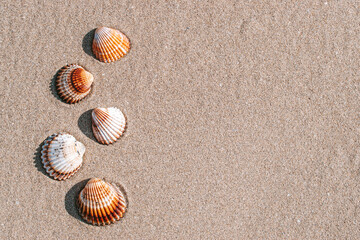 Hello summer with seashells, starfishes on sand ocean beach background. Exotic beach with copy space.