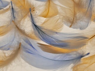 Feathers background in pastel colors. Blue and beige feathers texture. Natural materials...
