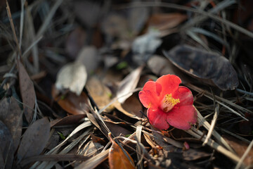 枯葉の地面に落ちた椿の赤い花