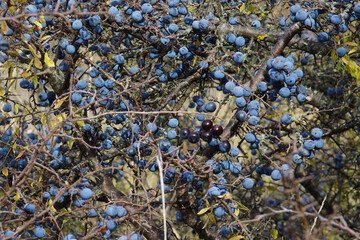 Shrub of Prunus Spinosa, a spontaneous plant with blue fruits, widespread in the Molise region, it...