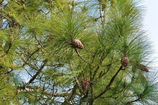 pine tree in forest closeup background