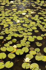 water lily garden mexico nature puebla