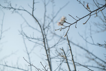 下から見上げた咲き始めの桜の花と青空