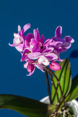 Fototapeta na wymiar Full frame close up abstract view of a stem of delicate pink and white miniature phalaenopsis orchids in bloom with a blue sky background
