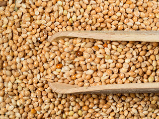 view of scoop on yellow proso millet seeds closeup