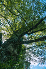 神代ケヤキ　春　御岳山