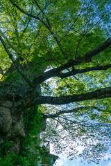 神代ケヤキ　春　御岳山