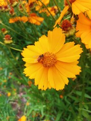 yellow flowers in the garden