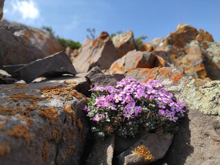 flowers on rock