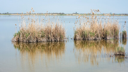 River reed bushes in the lake on a sunny day