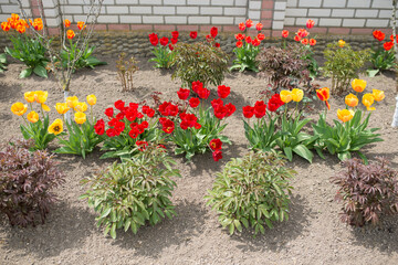 Fototapeta na wymiar Bushes of red and yellow tulips