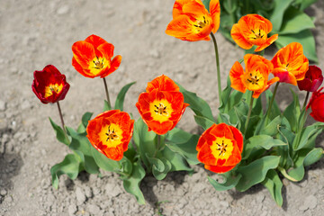 Fototapeta na wymiar Bush of beautiful orange and yellow tulips growing in the ground, top view