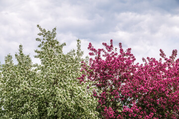 Obraz premium White and pink blossoming apple trees. White apple tree flowers
