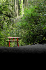 森の中の溝ノ口洞穴の鳥居