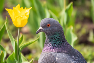 Portrait of a common grey urban pigeon in the picturesque green meadow with yellow tulips