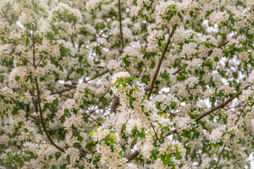 White blossoming apple trees. White apple tree flowers