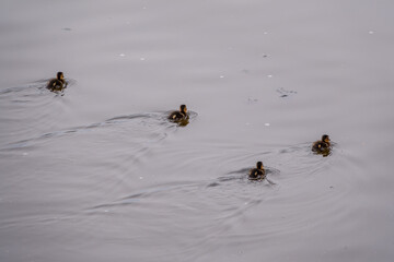 Cute little ducklings swimming alone in a lake with green water