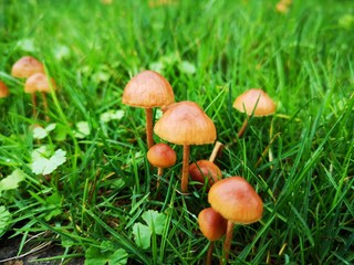mushrooms in the grass