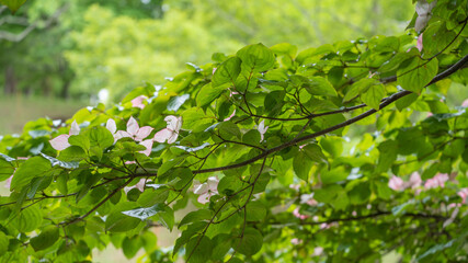 Fototapeta na wymiar 日本の森林に咲くヤマボウシ。ピンク色のヤマボウシの花。