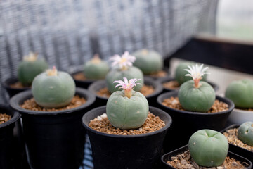 lophophora diffusa cactus with pink flower in pot.