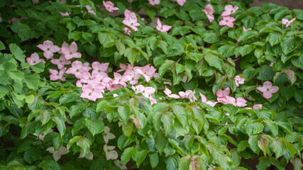 日本の森林に咲くヤマボウシ。ピンク色のヤマボウシの花。