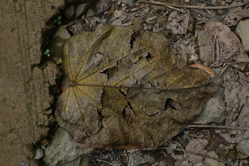 Dried leaves on the ground.