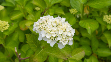 雨期に咲く日本のアジサイの花。白色のアジサイ。