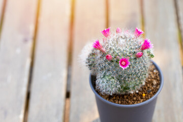 Mammillaria Bocasana with pink flower in small pot