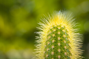 Little Cactus plant with nature background