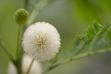  Leucaena leucocephala flowers