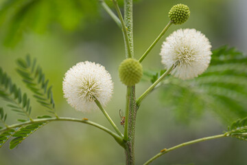  Leucaena leucocephala flowers