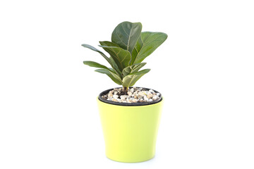 Ficus lyrata  In a pot on white background