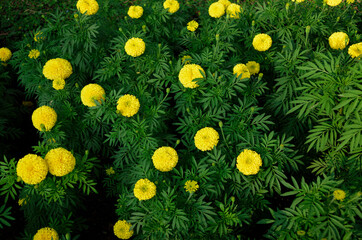 Decorate botany yellow flower blooming in garden detail abstract